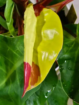 Philodendron Yellow Flame