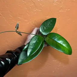 Hoya dasyantha (grower’s choice- all are beautiful)