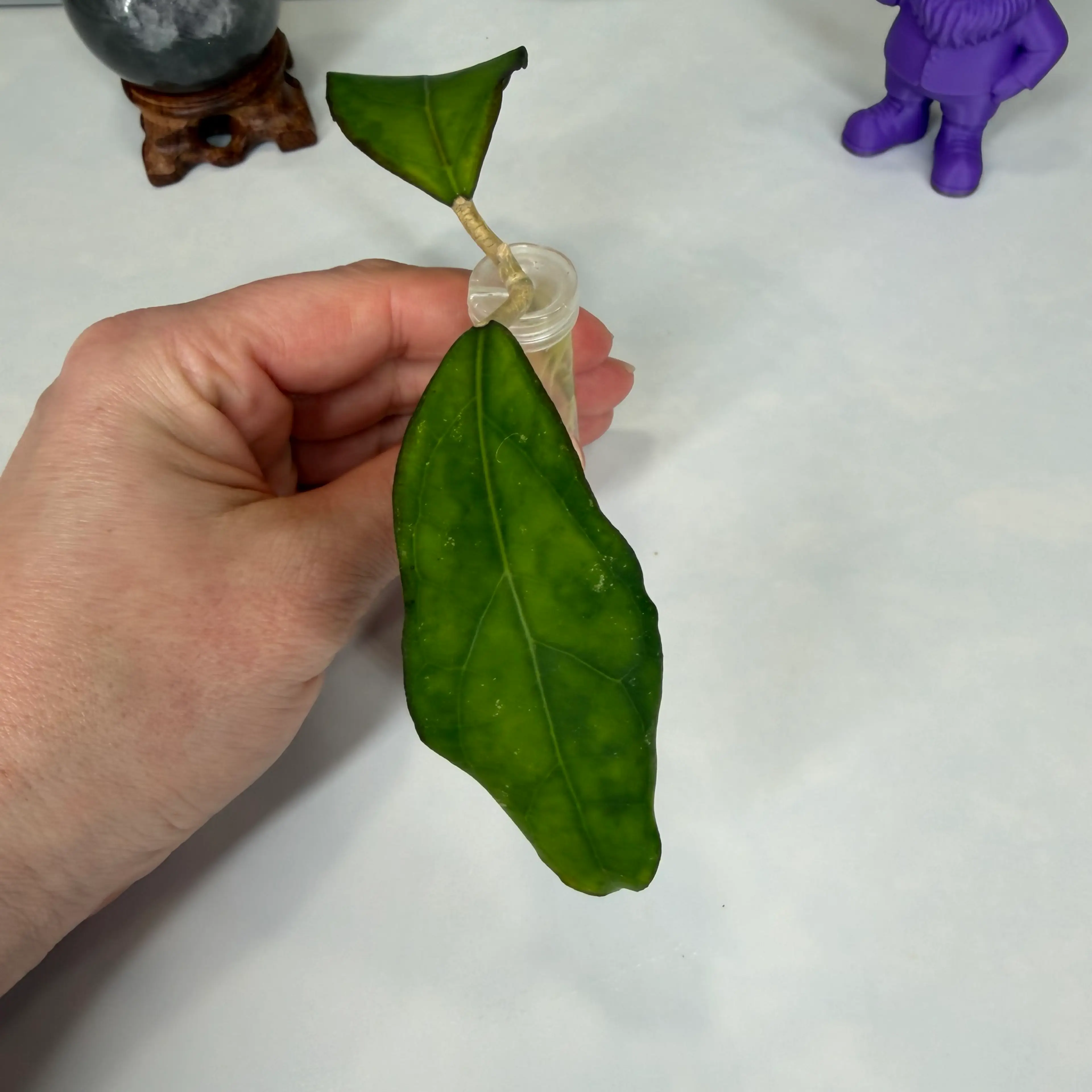 Image 4 of 5
