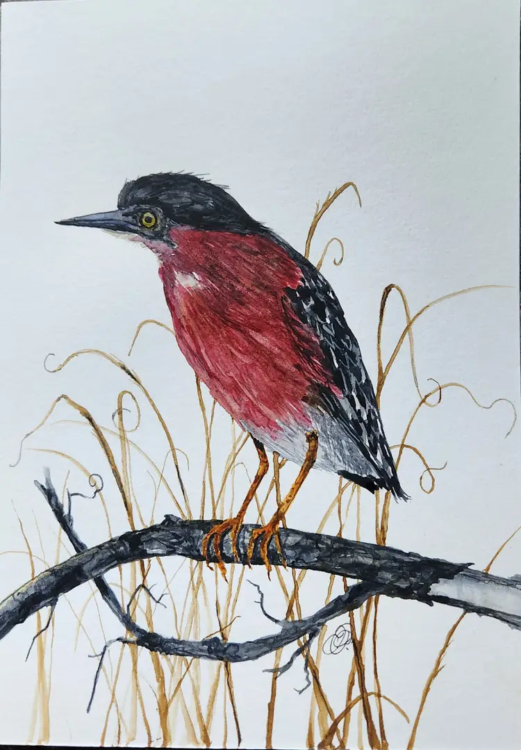 Green Heron original watercolor painting Signed By The Artist 5x7 Free Shipping