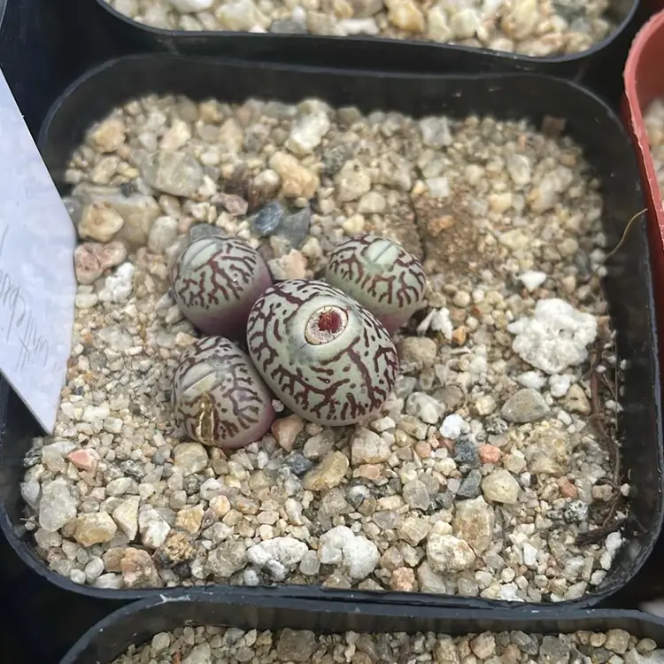 Cono Wittebergense Seedling