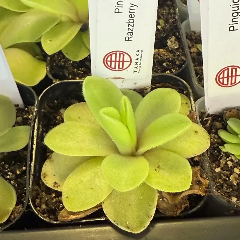 Pinguicula Razzberry Blonde