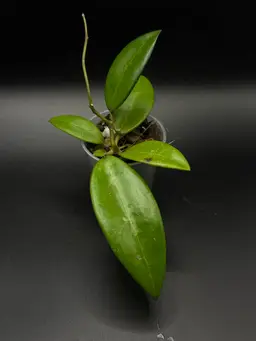 **SEEDLING** Hoya RHM2507 KZ-09 (AH Black Tiger x Unk)