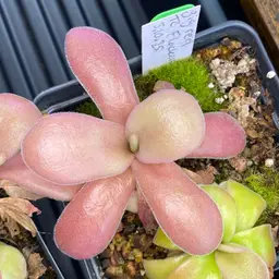 #01 - Pinguicula gigantea Red