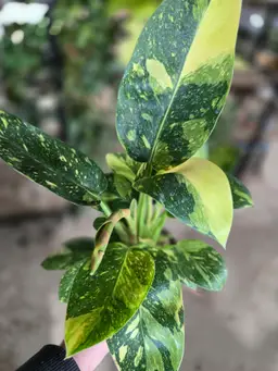 Green Congo Nuclear XL