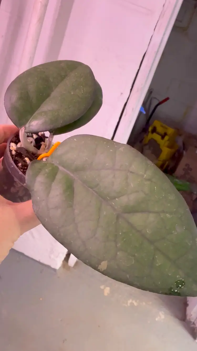 32-Hoya UPT 002 ‘Mayumi’