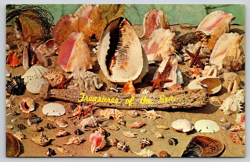 Postcard Treasures of the Sea Collecting Seashells Mollusks Gastropods- 12167