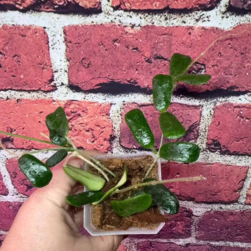 Hoya rotundiflora