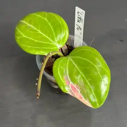 Hoya Quinquenervia ‘Little Plu’