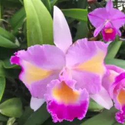 Cattleya trianae peloric 'Cuna' x 'Cashens' FCC/AOS