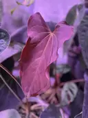 the_variegatedjungle