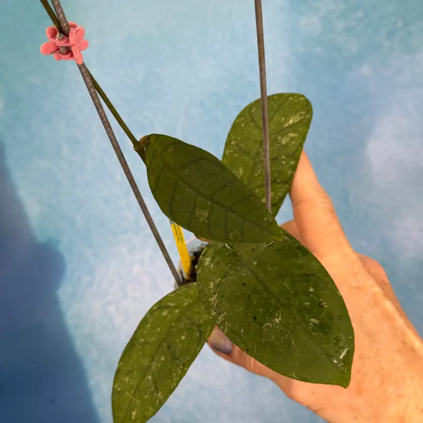 12 Hoya callistophylla AH 004