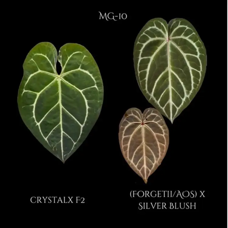 A10 Anthurium (Crystal x F2) x ((Forgetii x AOS) x Silver Blush)