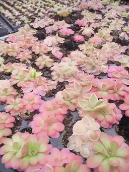 Pinguicula Cluster (Butterwort)