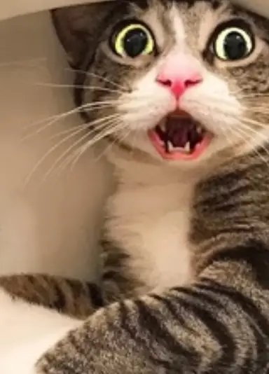 What’s New Pussycat????