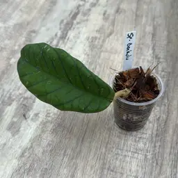 74 Hoya sp. Bengkulu