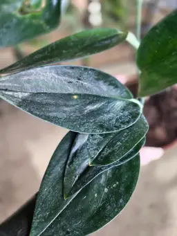 Treubii Black Scindapsus