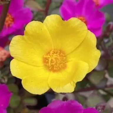 Deedeesboutiquegifts