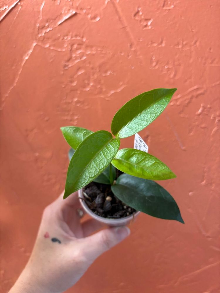 3020 Hoya ‘Bruno Queen’ (campanulata x densifolia)