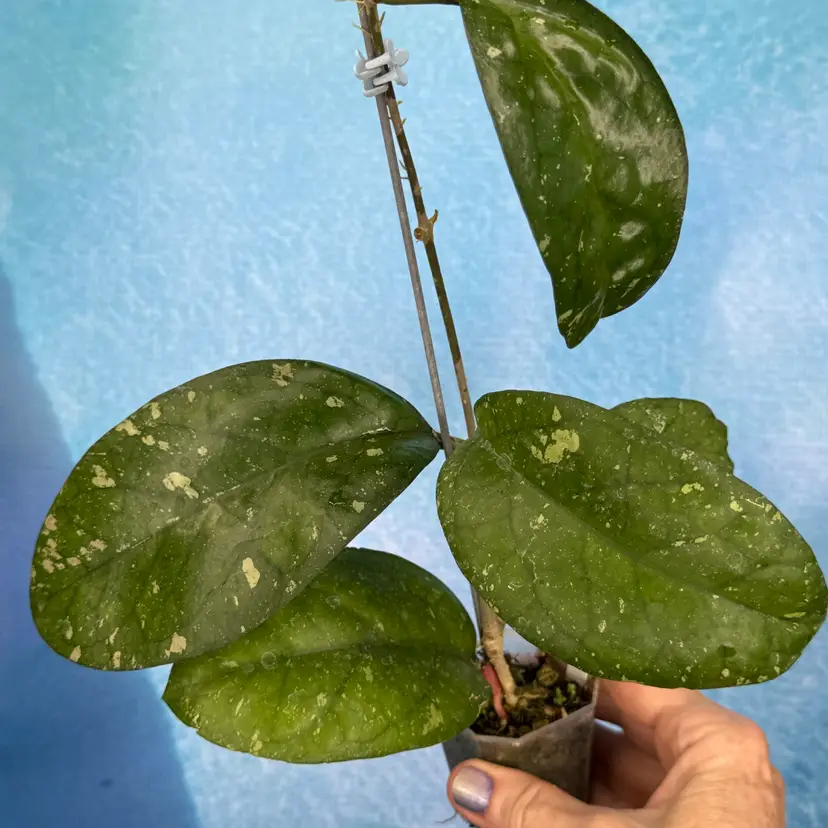 9 Hoya AH ‘Natta’