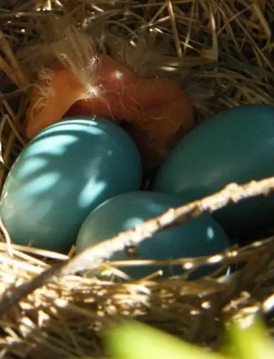 A Mish-mash of Vintage Critters