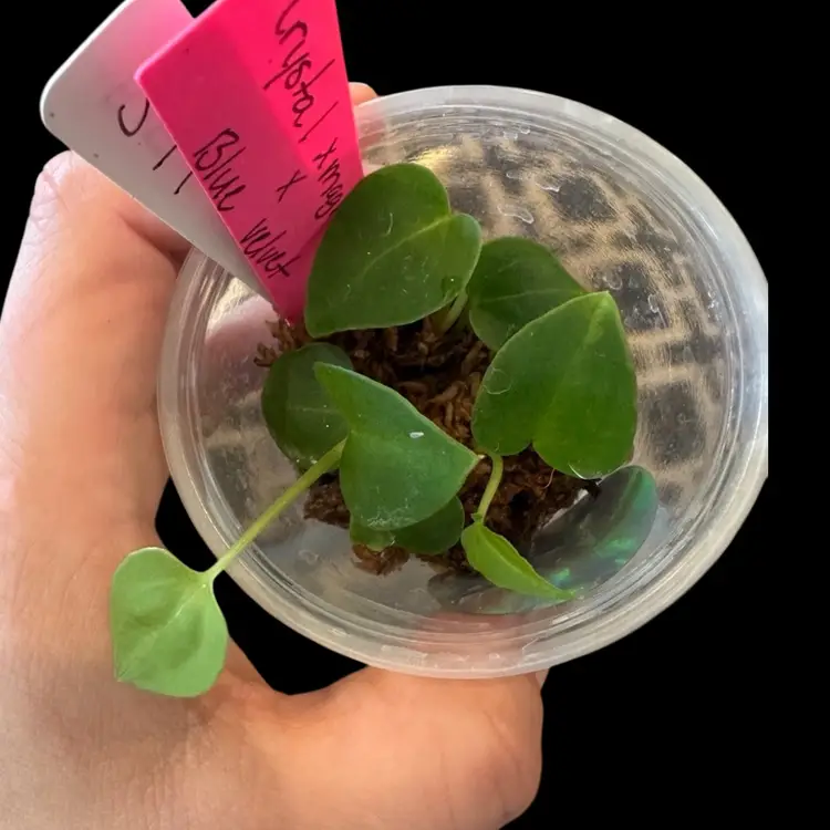 588 community pot Anthurium (Crystal x mag) x Blue Velvet
