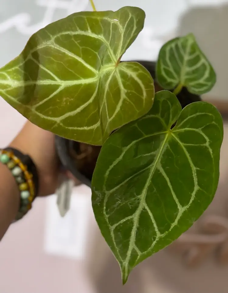 Anthurium Doriyaki Hybrid