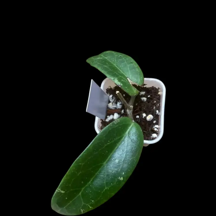 06-Iron Star Clearance  Deal See Cosmetic Damage.