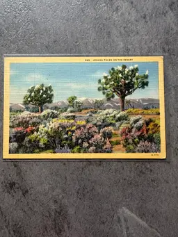 Joshua Tree Blank Postcard