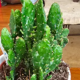 Optunia Monocantha Variegated Prickly Pear