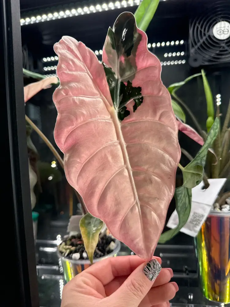 Alocasias , Corms And Pups