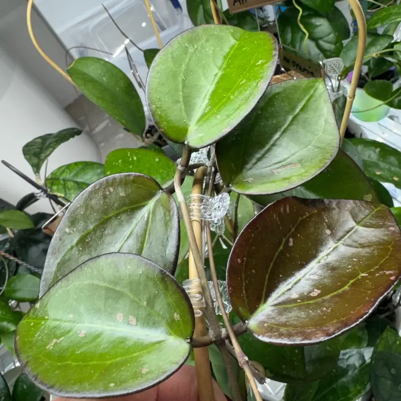 Fresh cut - AH Liza 1 node