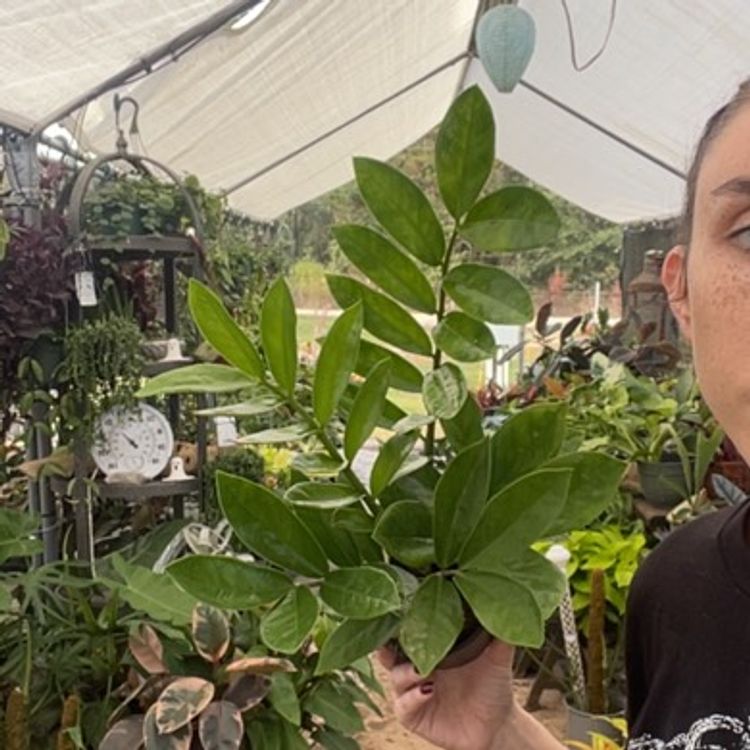 Zz Plant