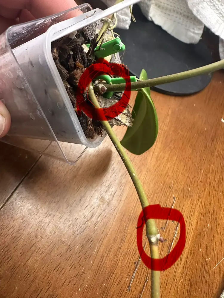 Hoya UPT010 ‘Mango Sunset’