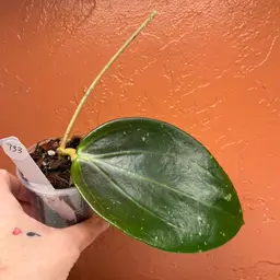 733 Hoya AH ‘Black Magic’