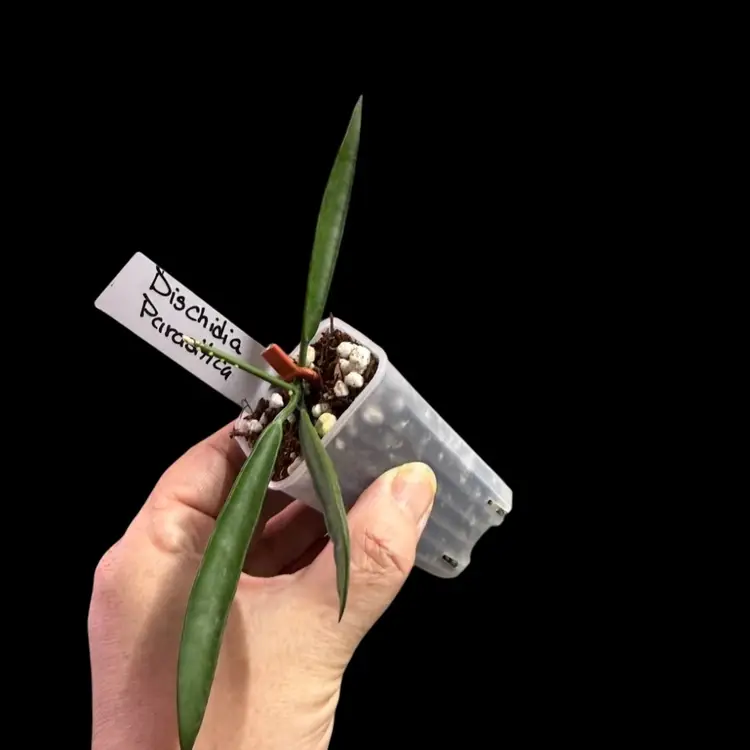 18-Dischidia parásita