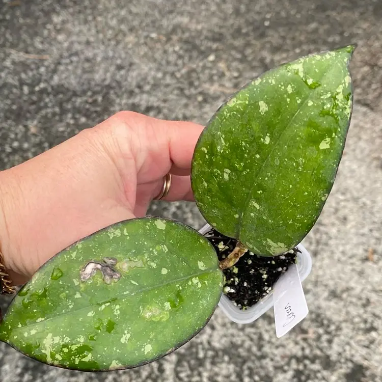 Hoya Cereen