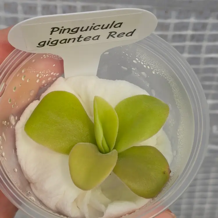 Pinguicula gigantea Red