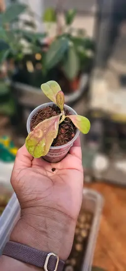 Hoya Sumatra x unknown BTP 043