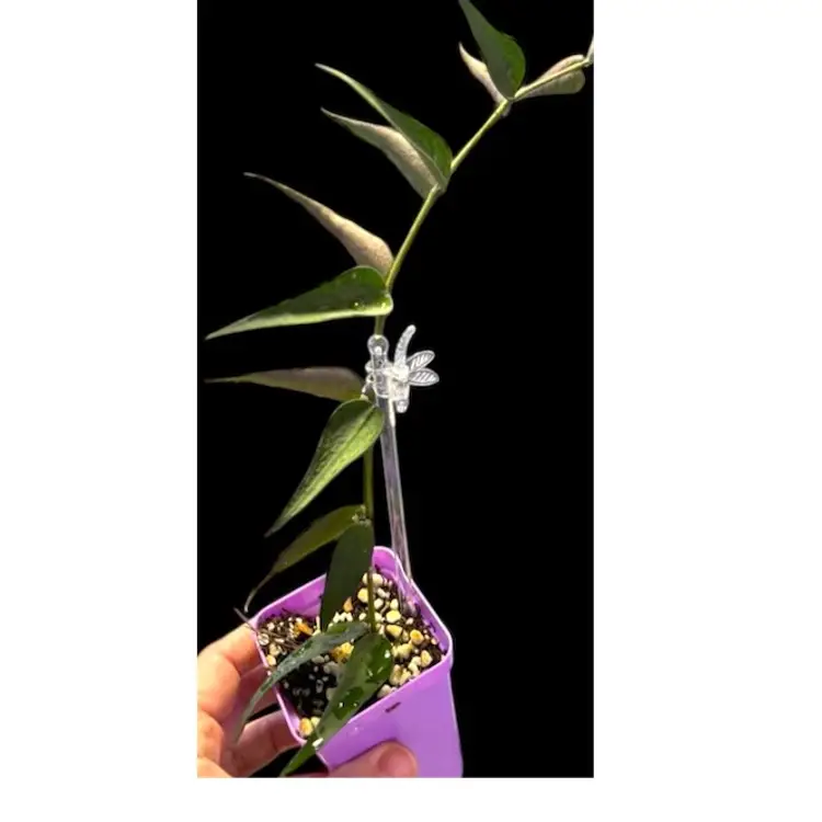 Hoya Sp Vietnam (not Burnanica)