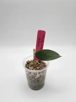 Hoya MB1432 ‘Idaho’ (Pink)