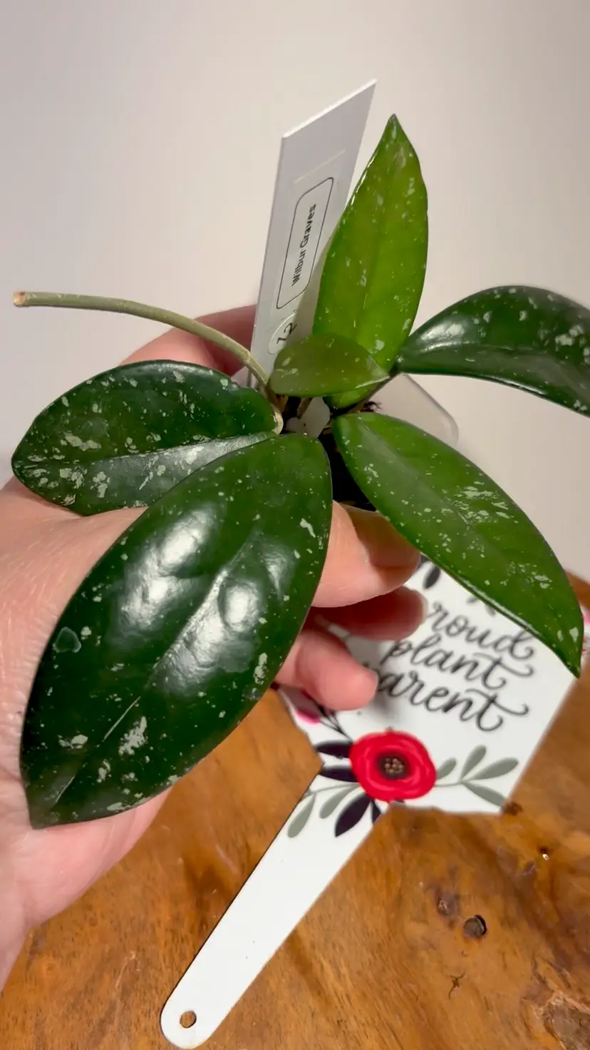Hoya Wilbur graves