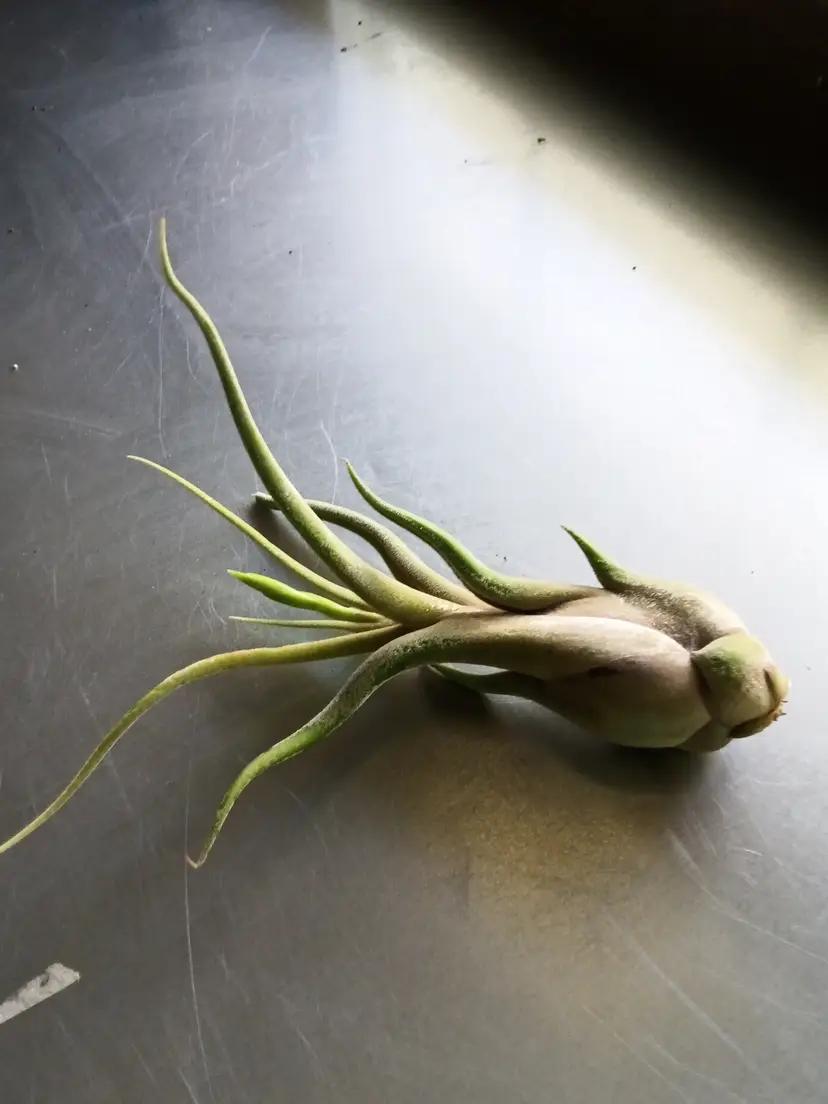 Medusa Caput Air Plant Tillandsia Medium Flower bud