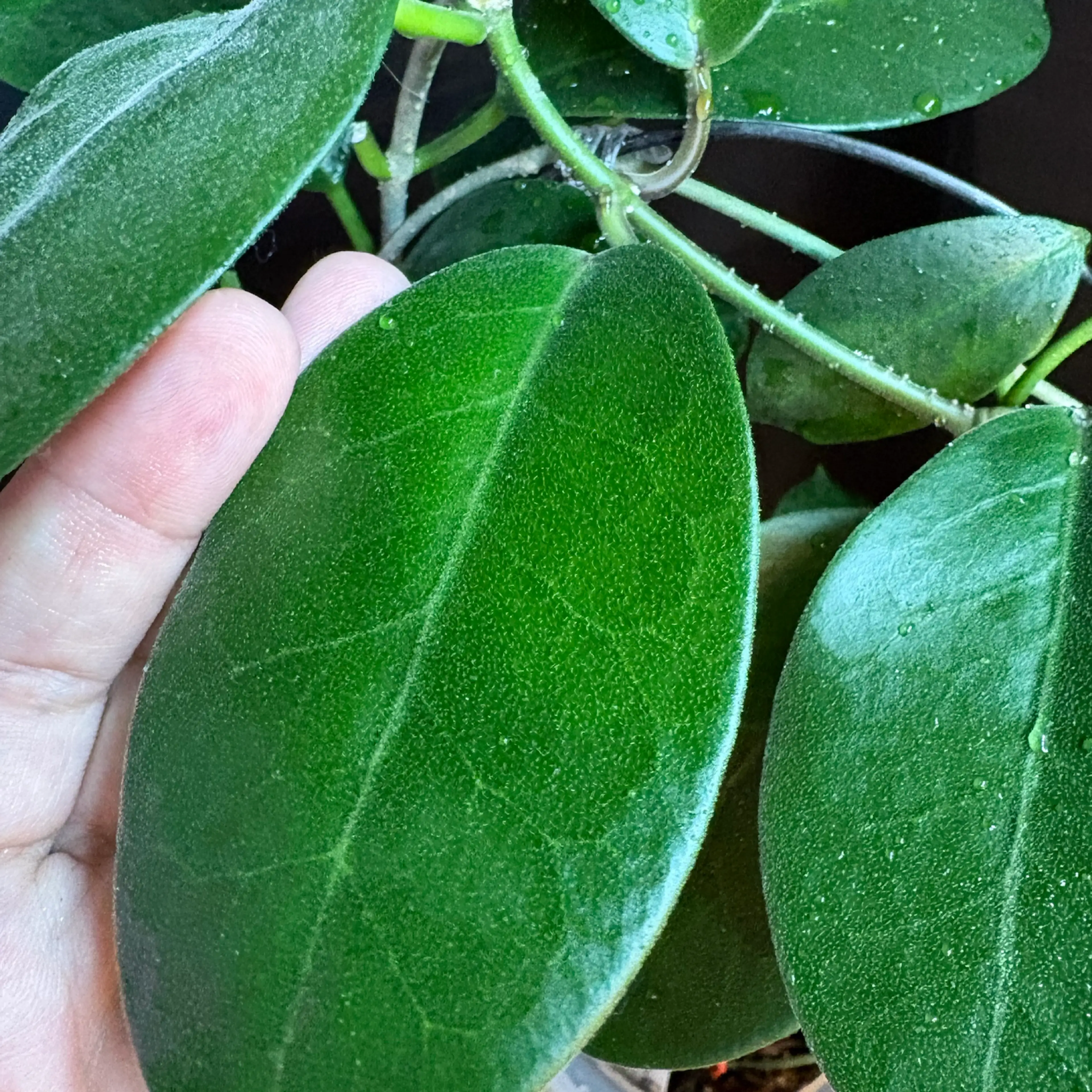 Image 2 of 2