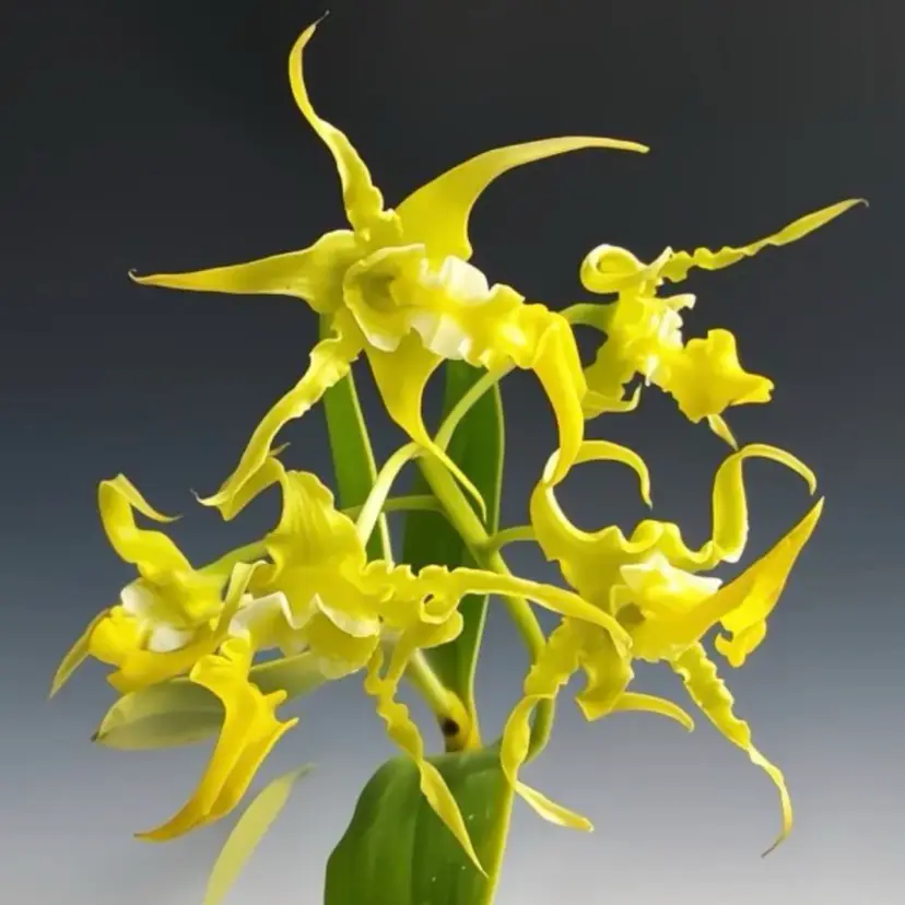 Dendrobium spectabile var. aureum