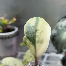 Hoya Madara Snow Angel | Kunzo Japan Lineage | Rooting in Fluval