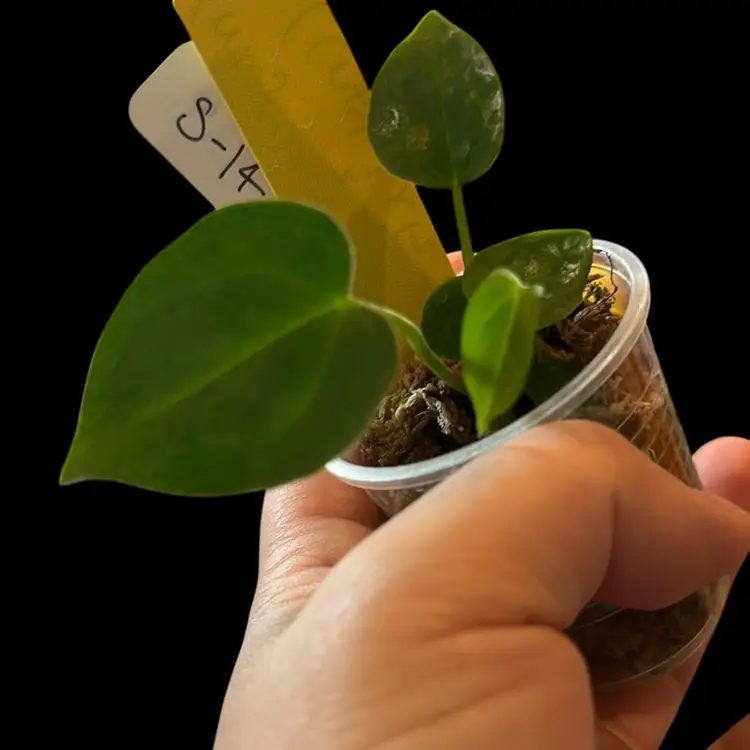 592 Anthurium (Mag Norte x Waroq) x (Crystal x F2) seedling