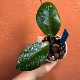 Hoya carnosa ‘freckles’