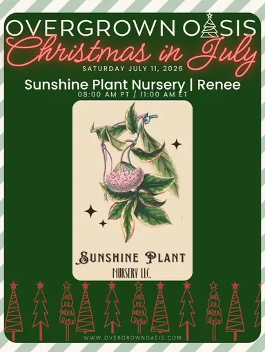 🎄Christmas in July Hoya Trail 🎄