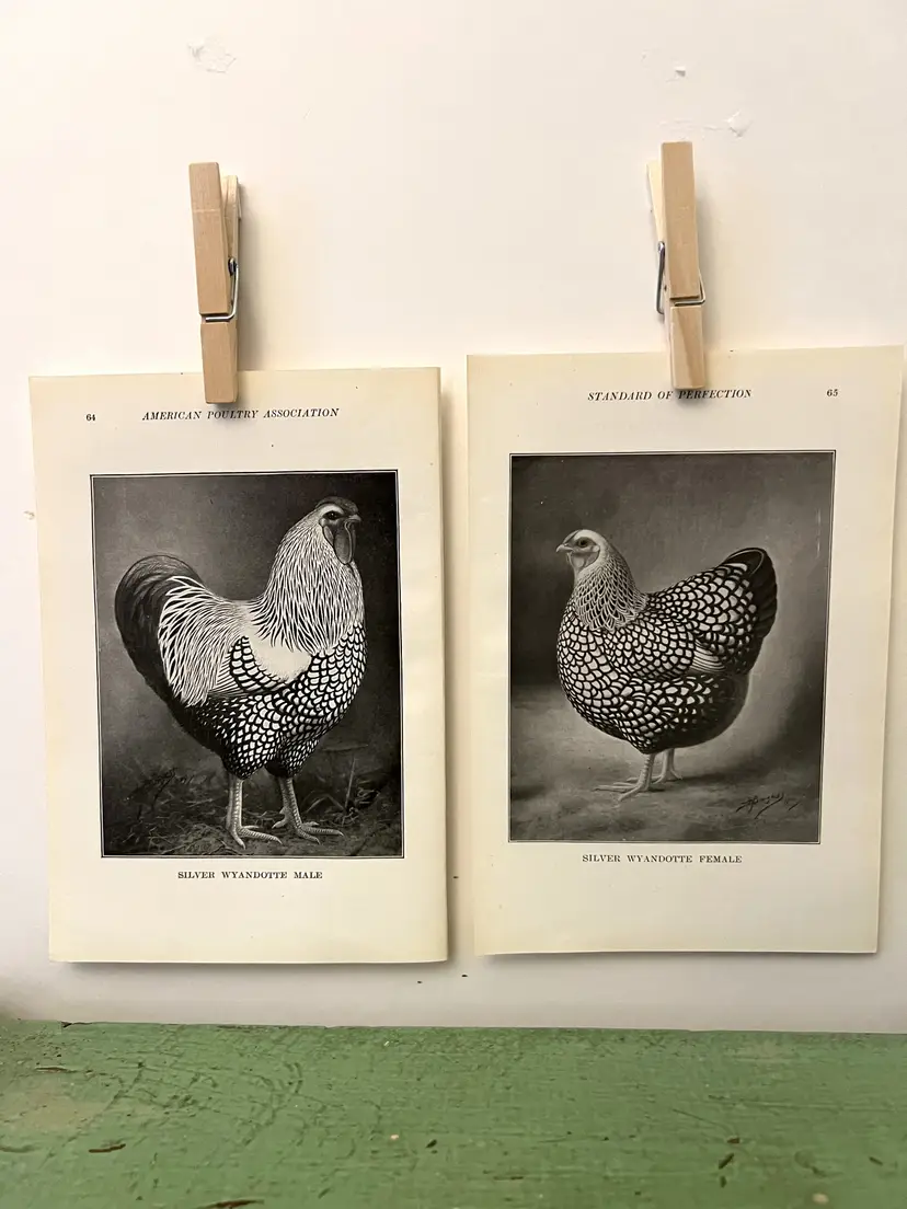 Vintage CHICKEN PRINTS Silver Wyandotte Rooster & Hen. c1912. Farm House Ephemera